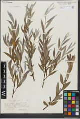 Foto von Salix alba L.